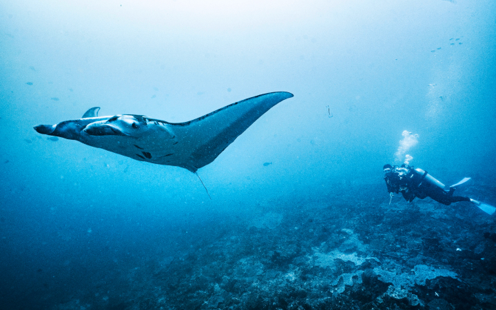 Deep Ocean Manta Ray